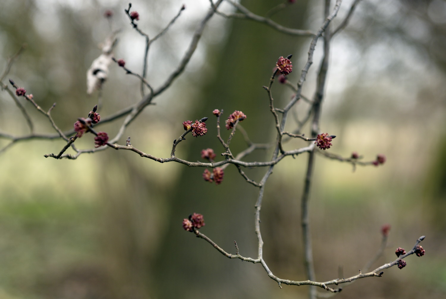 30-Weißenfels Gniebendorf Feldulme Am Auenwald