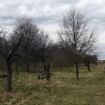 31a-Brachstedt Streuobstwiese Unwei Kreuzung Am Westengarten & Ostrauer Weg & Alte Fabrik Blick Nach Nordwesten