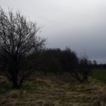 32-Brachstedt Blick Über Nordwestrand Streuobstwiese Nach Südwesten Auf Küttener Straße