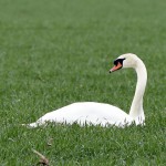 37a-Weißenfels Großkorbetha Blick Auf Höckerschwan Auf Feld Südwestlich Saalealtverlauf