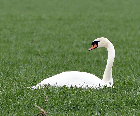 37a-Weißenfels Großkorbetha Blick Auf Höckerschwan Auf Feld Südwestlich Saalealtverlauf