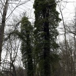 43a-Bad Dürrenberg Vesta Uferweg An Saale