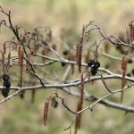 47a-Bad Dürrenberg Lämmerwiesenweg Schwarzerle