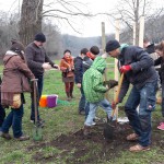 5a-Halle Ziegelwiese Baum Gepflanzt