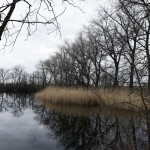 66a-Leuna Kreypau Blick Auf Saalealtverlauf Nach Nordwesten Im Ostteil Kreypauer Holz