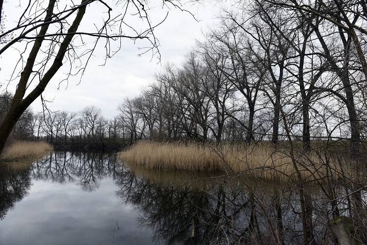 66a-Leuna Kreypau Blick Auf Saalealtverlauf Nach Nordwesten Im Ostteil Kreypauer Holz