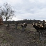 68a-Merseburg Trebnitz Blick Auf Kopfweiden Am Weg Zur Fasanerie Nach Nordwesten