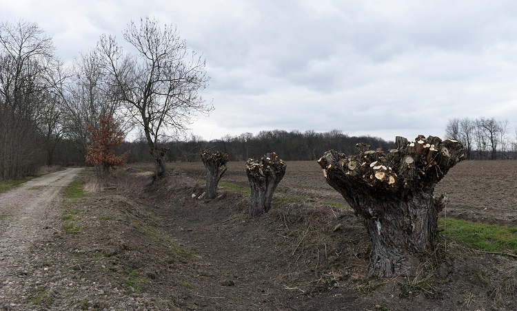 68a-Merseburg Trebnitz Blick Auf Kopfweiden Am Weg Zur Fasanerie Nach Nordwesten