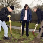 Bild 06 - Einer der eingegangen Bäume wird ausgegraben