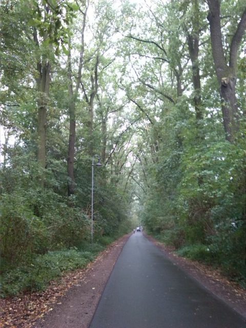 41-dessau-rosslau-walderseestrasse-blick-fnd-eichendom-nach-suedwesten