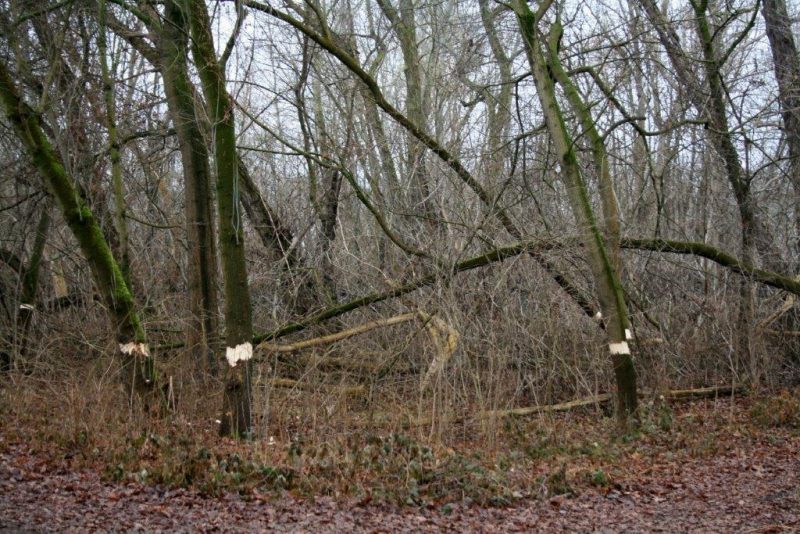 5-Halle Pulverweiden Südwestteil Geringelte Bäume Eschenahorn Blick Nach Südwesten