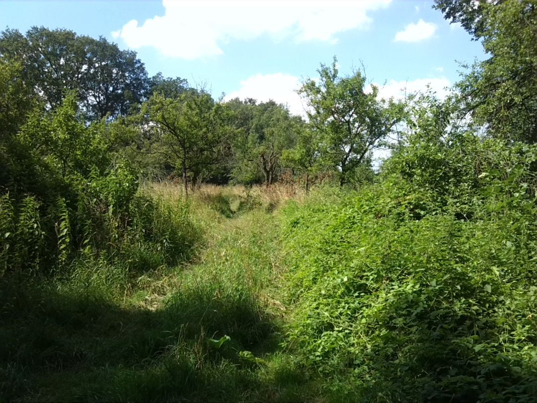 1-Dessau-Roßlau-Blick nach Norden auf Streuobstwiese an Braunscher Lache (1)