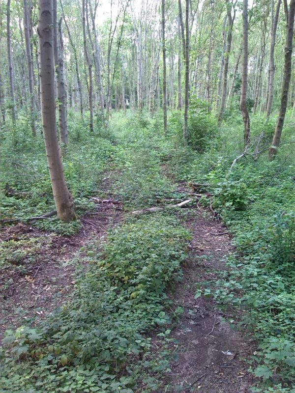 2-Halle_Zöberitzer Straße - Am Abzweig zum Verbindungsweg zum Wickenweg Blick nach Norden (1)