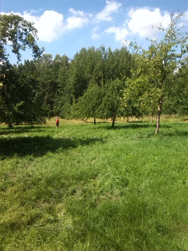 3-Dessau-Roßlau-Blick nach Norden auf Streuobstwiese am Landhaus (1)