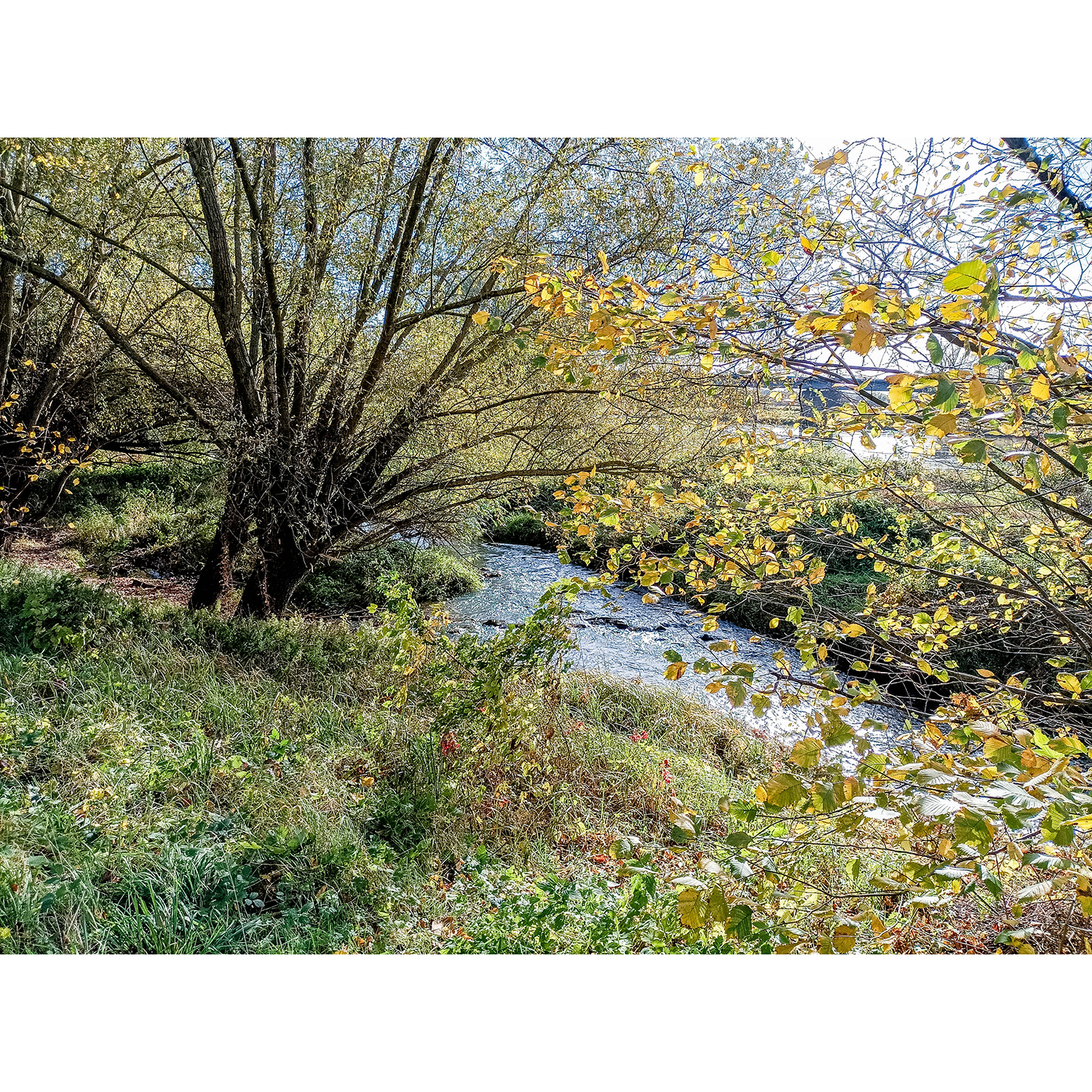 02-Dessau-Roßlau-Roßlau - Mündungsgebiet Rossel in Elbe - Blick nach Südosten auf Rossel & Elbe gewässeraufwärts