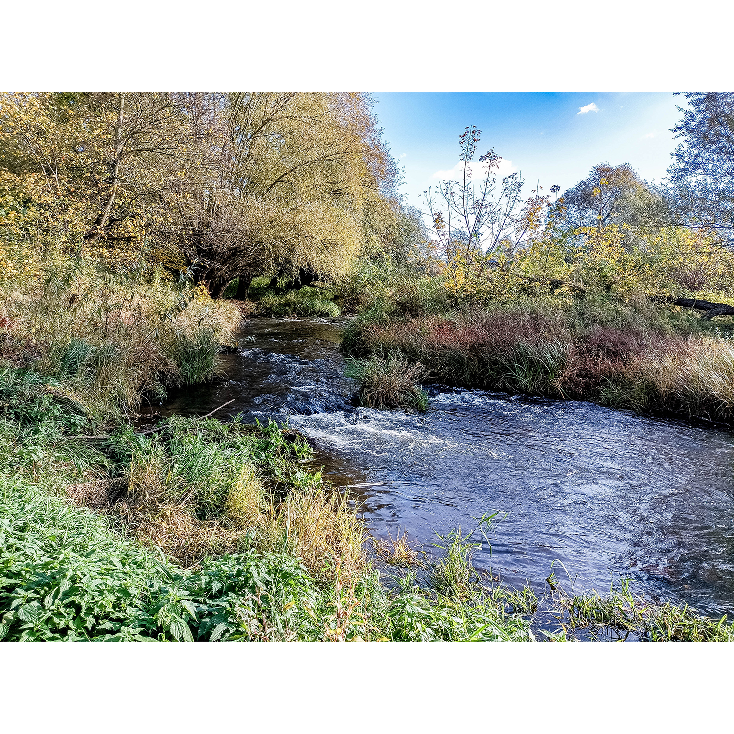 03-Dessau-Roßlau-Roßlau - Mündungsgebiet Rossel in Elbe - Blick nach Nordosten auf Rossel gewässeraufwärts