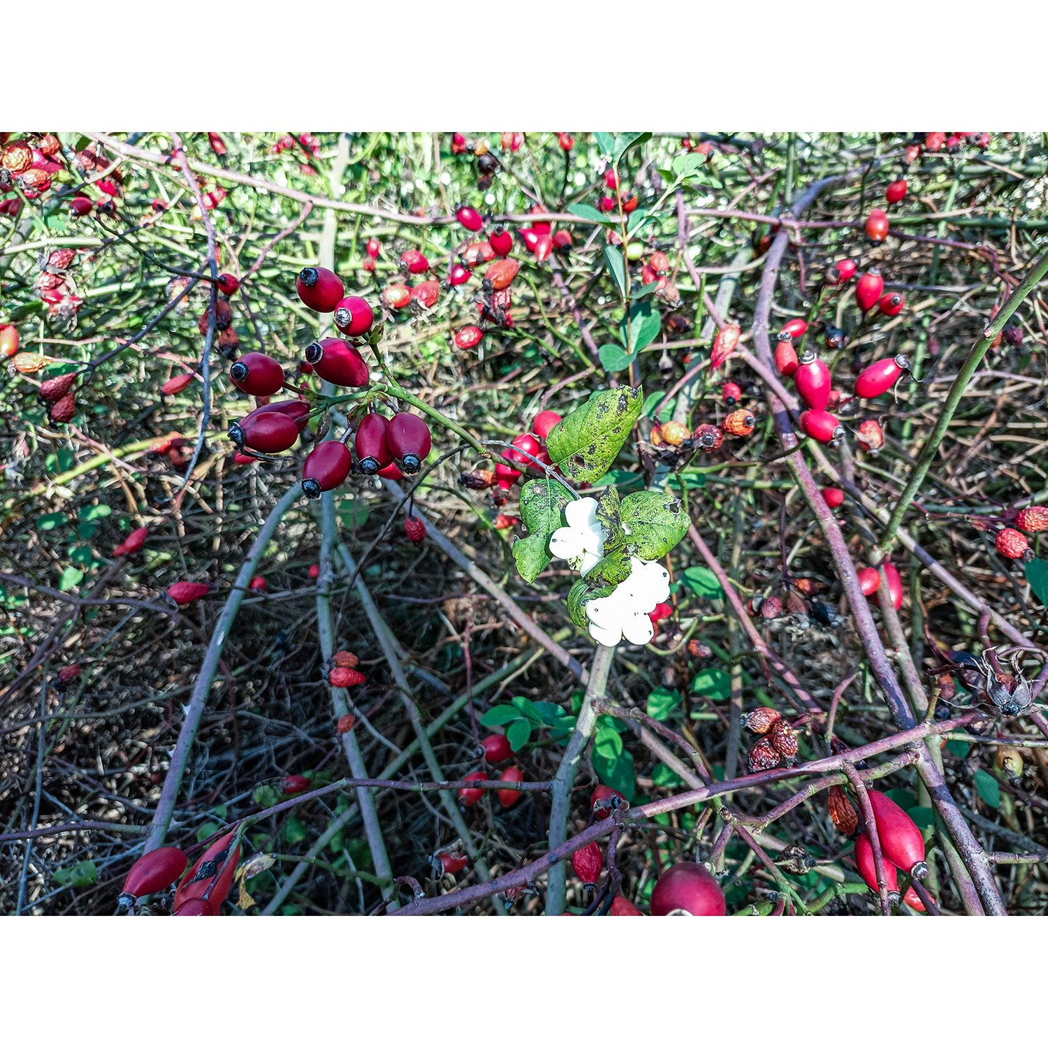 06-Dessau-Roßlau-Roßlau - Industriehafen - Blick nach Norden auf Hundsrose & Schneebeere