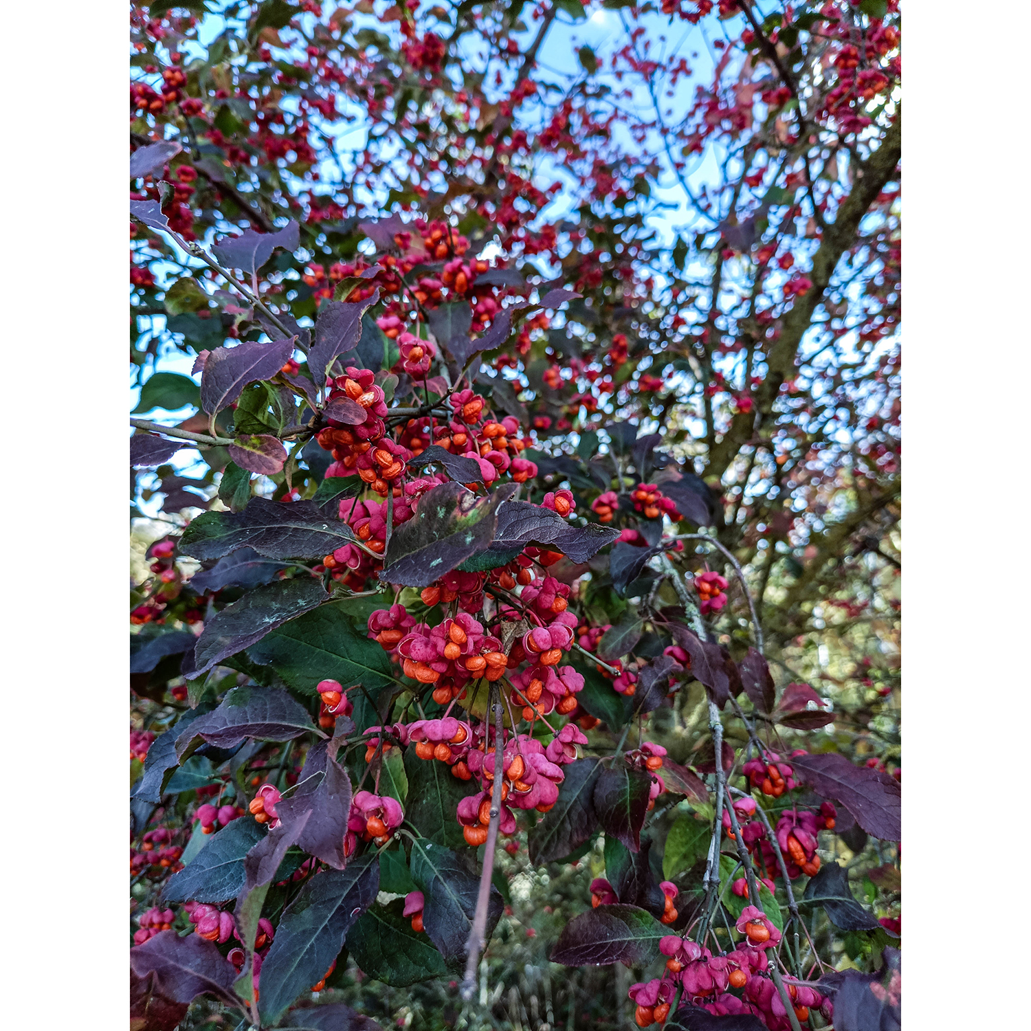 07-Dessau-Roßlau-Roßlau - Industriehafen - Blick nach Osten auf Europäisches Pfaffenhütchen