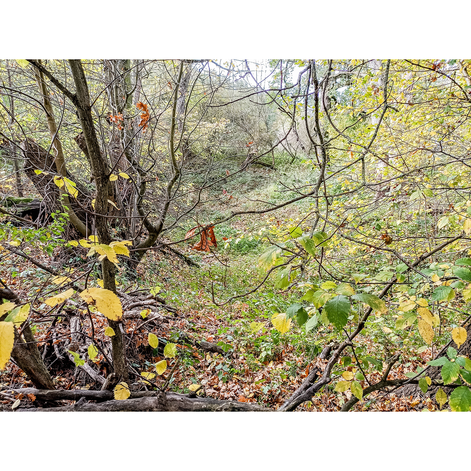 10-Dessau-Roßlau-Roßlau - Unterluch-Nordostbereich - Blick nach Südwesten auf Altverlauf & Auskolkungen