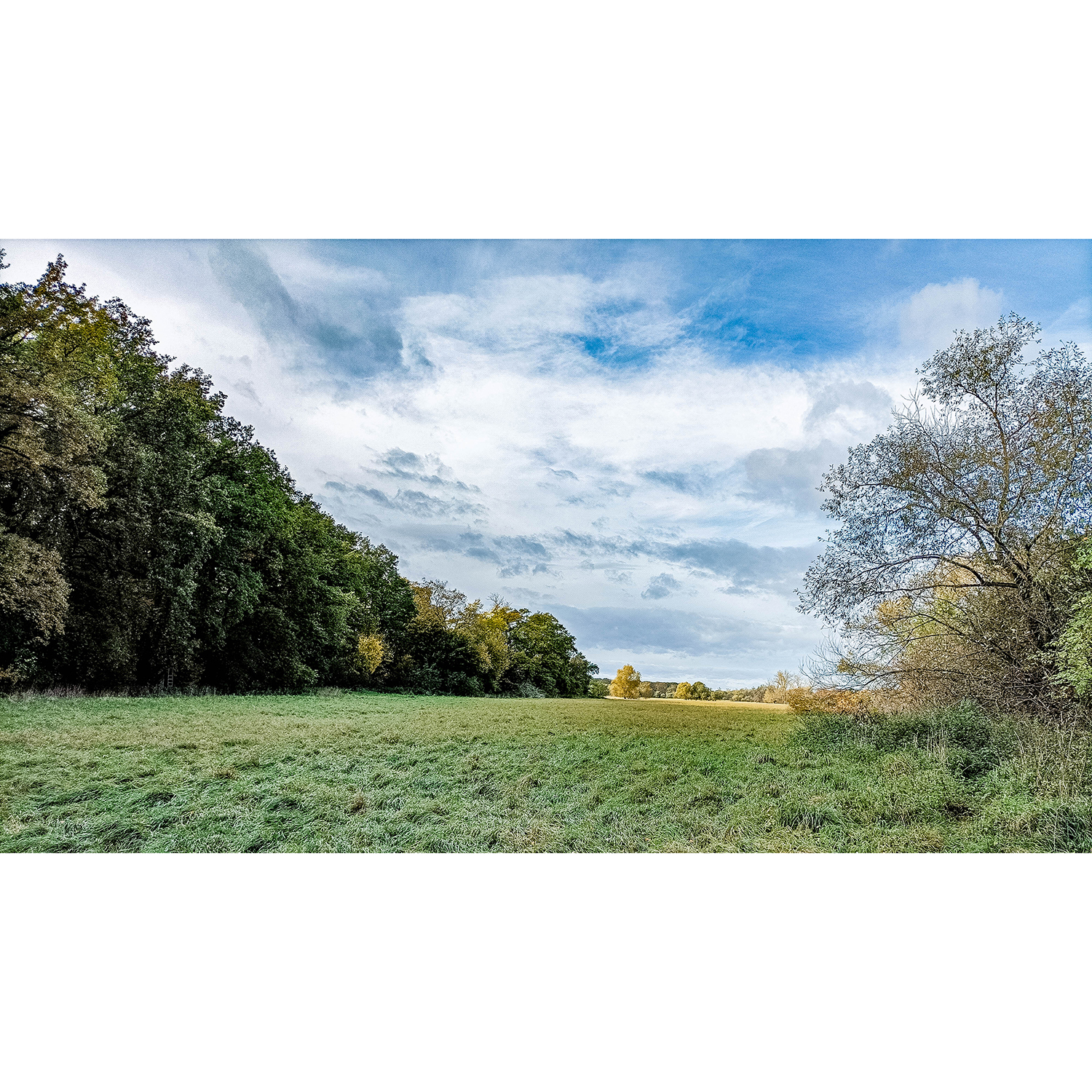 11-Dessau-Roßlau-Roßlau - Unterluch-Nordostbereich - Blick nach Westen auf Restauenwaldf & in Richtung Saalberghau