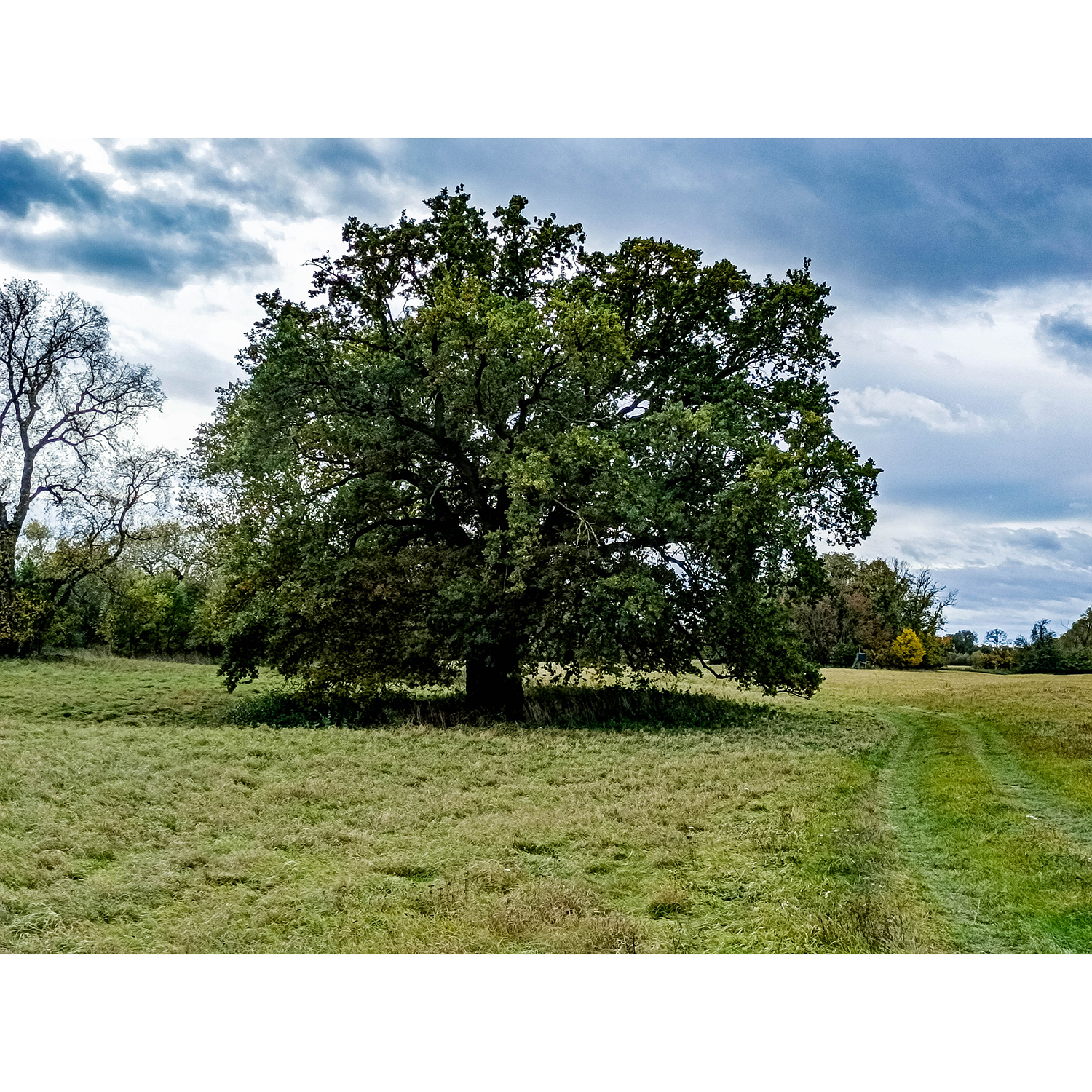 15-Dessau-Roßlau-Roßlau - Unterluch-Südostbereich - Blick nach Südosten auf Solitärstieleiche