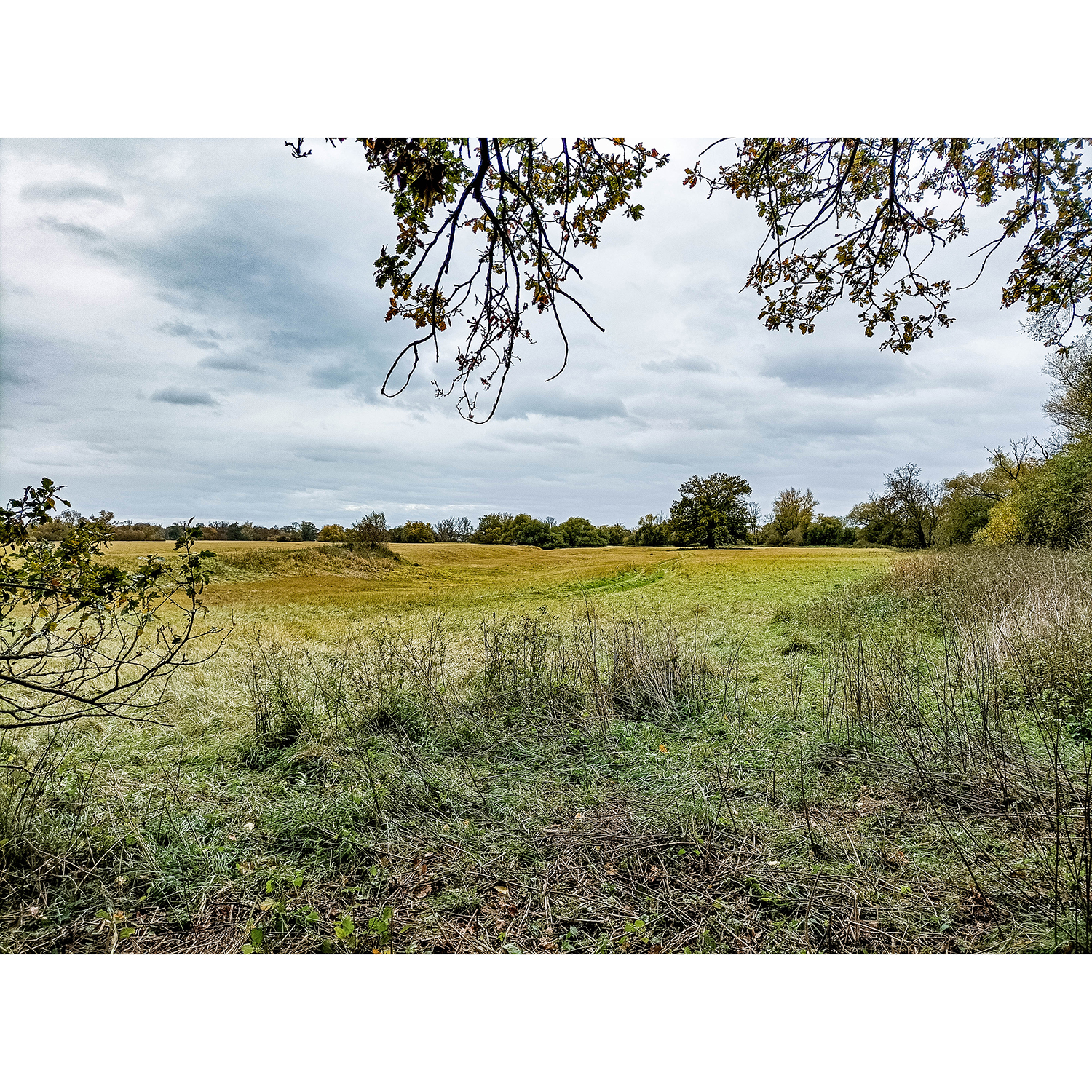 17-Dessau-Roßlau-Roßlau - Unterluch-Westbereich - Solitärstieleiche - Blick nach Südosten auf Elbeflutrinne