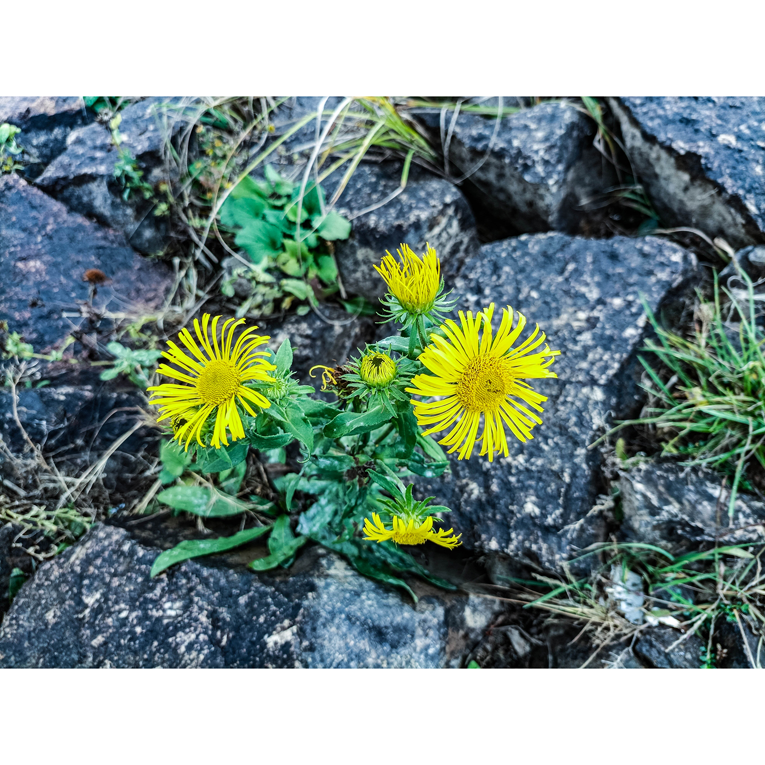 18-Dessau-Roßlau-Roßlau - Unterluch-Nordwestbereich - Elbbuhne - Blick nach Süden auf Wiesenalant