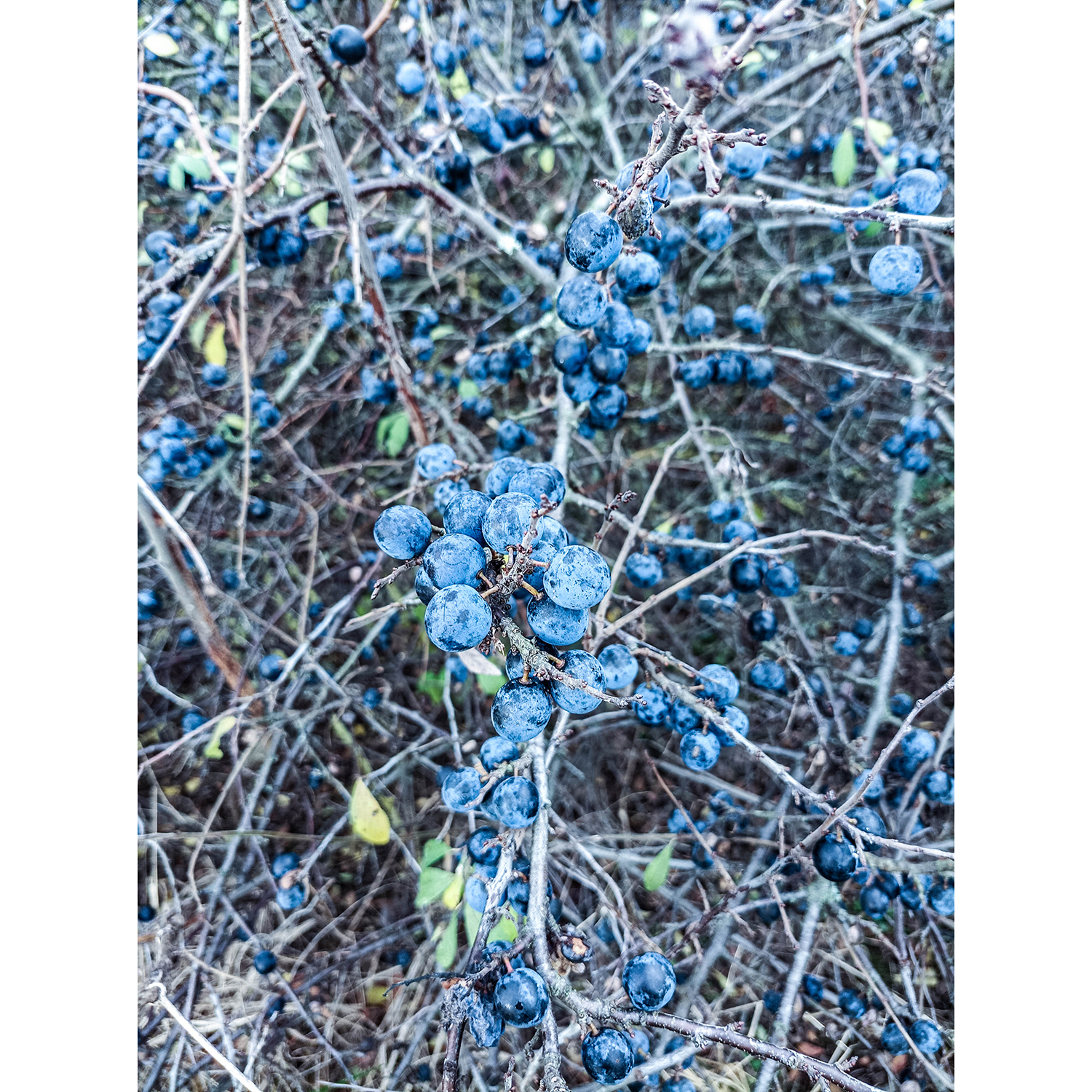 23-Dessau-Roßlau-Roßlau - Unterluch-Nordbereich - Blick nach Norden auf Schlehe