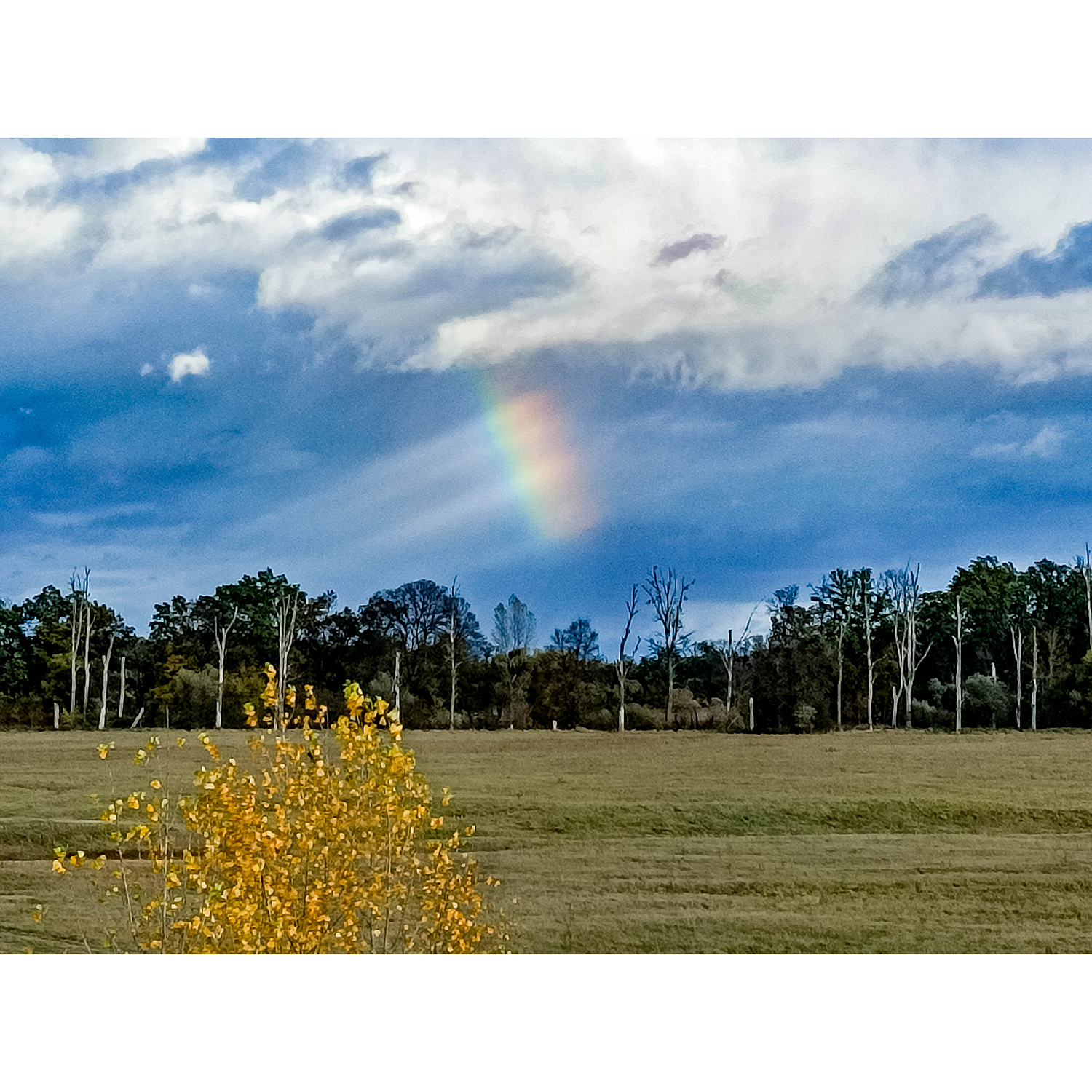 24-Dessau-Roßlau-Dessau - B 184 - Blick nach Osten auf Untere Mulde - Fohlenweide