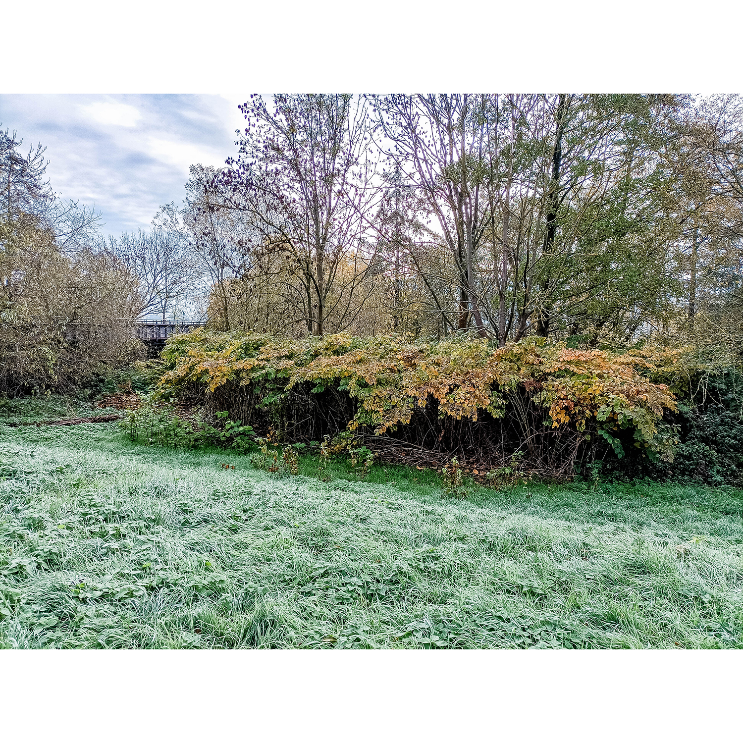 14-Goldene Aue - Berga - Mündungsgebiet Thyra in Helme - Blick nach Südosten auf Helmebrücke Ex-Trasse Kyffhäuser Kleinbahn & Staudenknöterich am Nordostufer Helme