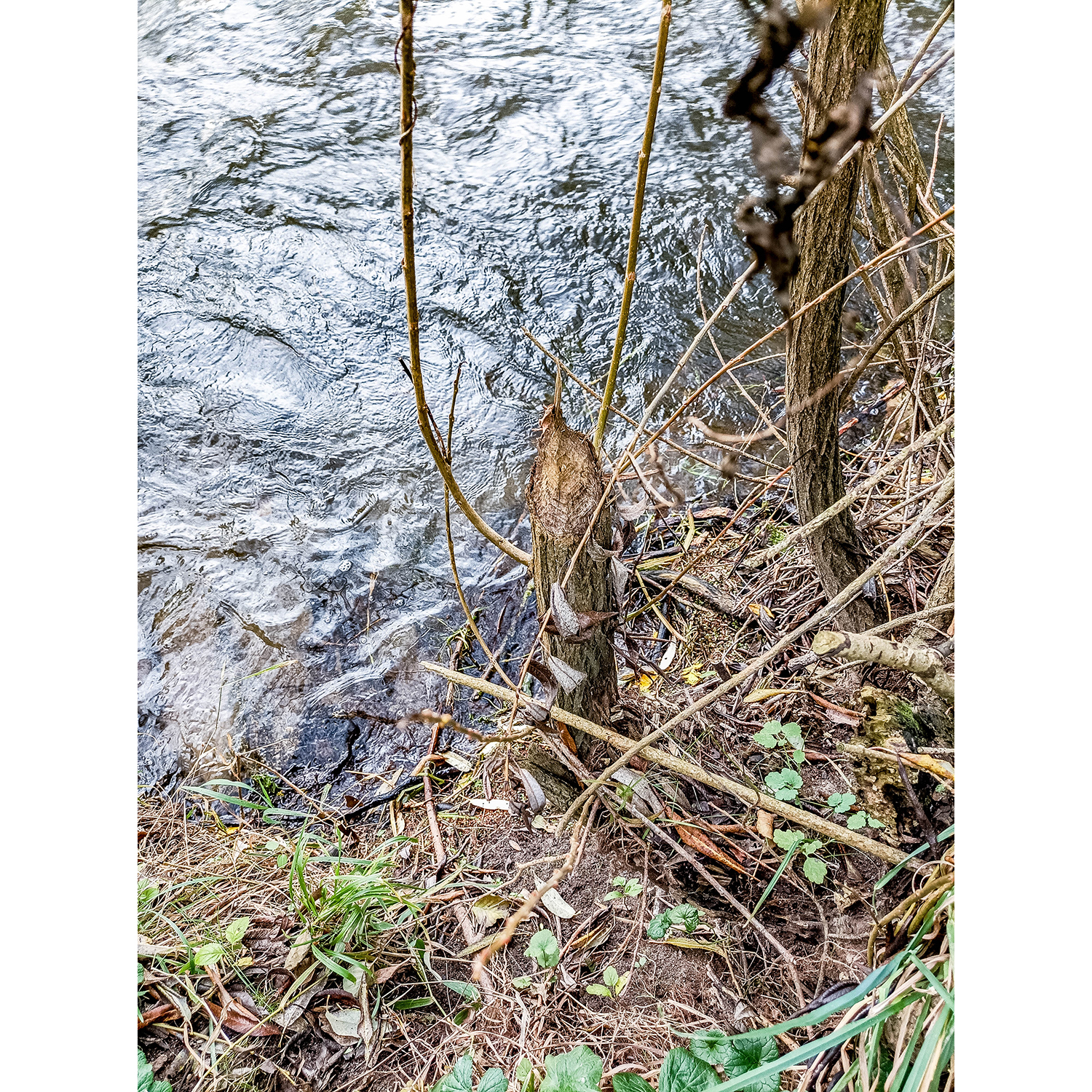 17-Goldene Aue - Berga - Mündungsgebiet Thyra in Helme - Blick nach Süden auf Einmündung Thyra in Helme & Helme gewässeraufwärts & Biberfrass an Silberweide