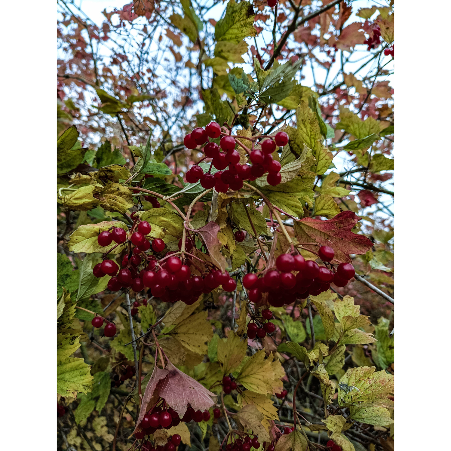 18-Goldene Aue - Kelbra - Ex-Trasse Kyffhäuser Kleinbahn - Blick nach Norden auf Gemeinen Schneeball