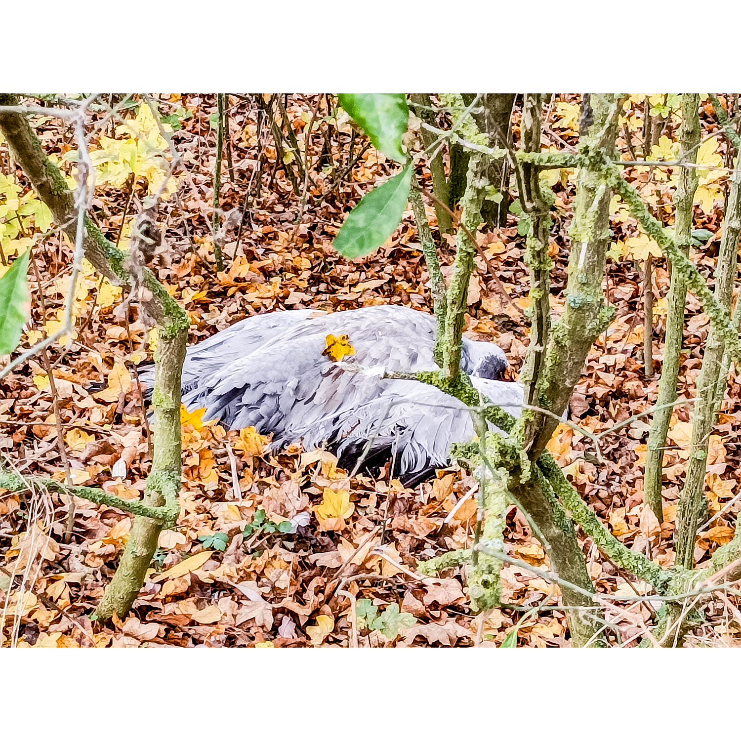 19-Goldene Aue - Kelbra - Ex-Trasse Kyffhäuser Kleinbahn - Blick nach Südwesten auf toten Graukranich in Richtung Helmestausee