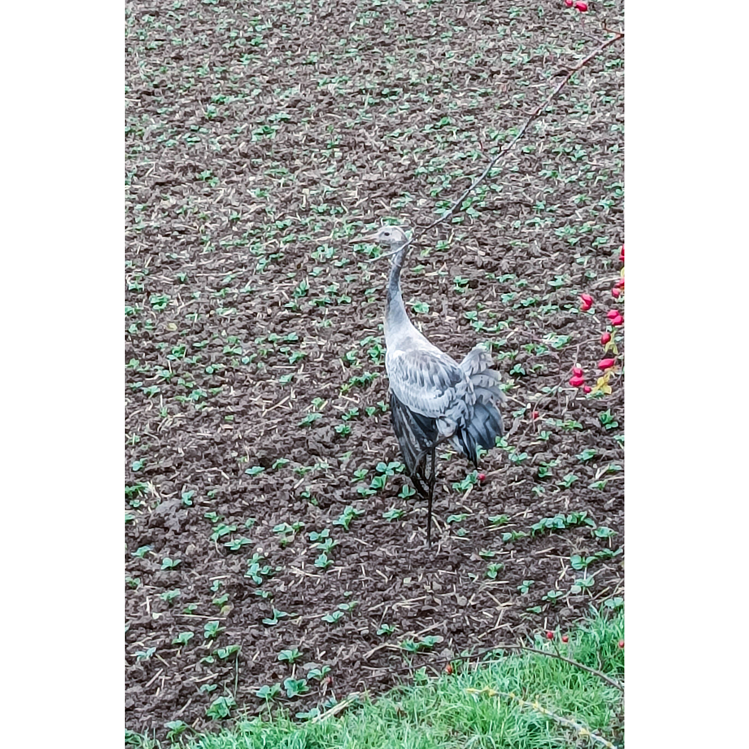 25-Goldene Aue - Berga - Ex-Trasse Kyffhäuser Kleinbahn - Blick nach Nordwesten auf Ackerfläche zwischen Neuer Kiesgrube & Thyra & Einmündung Thyra in Helme mit kranken Graukranichjungvogel