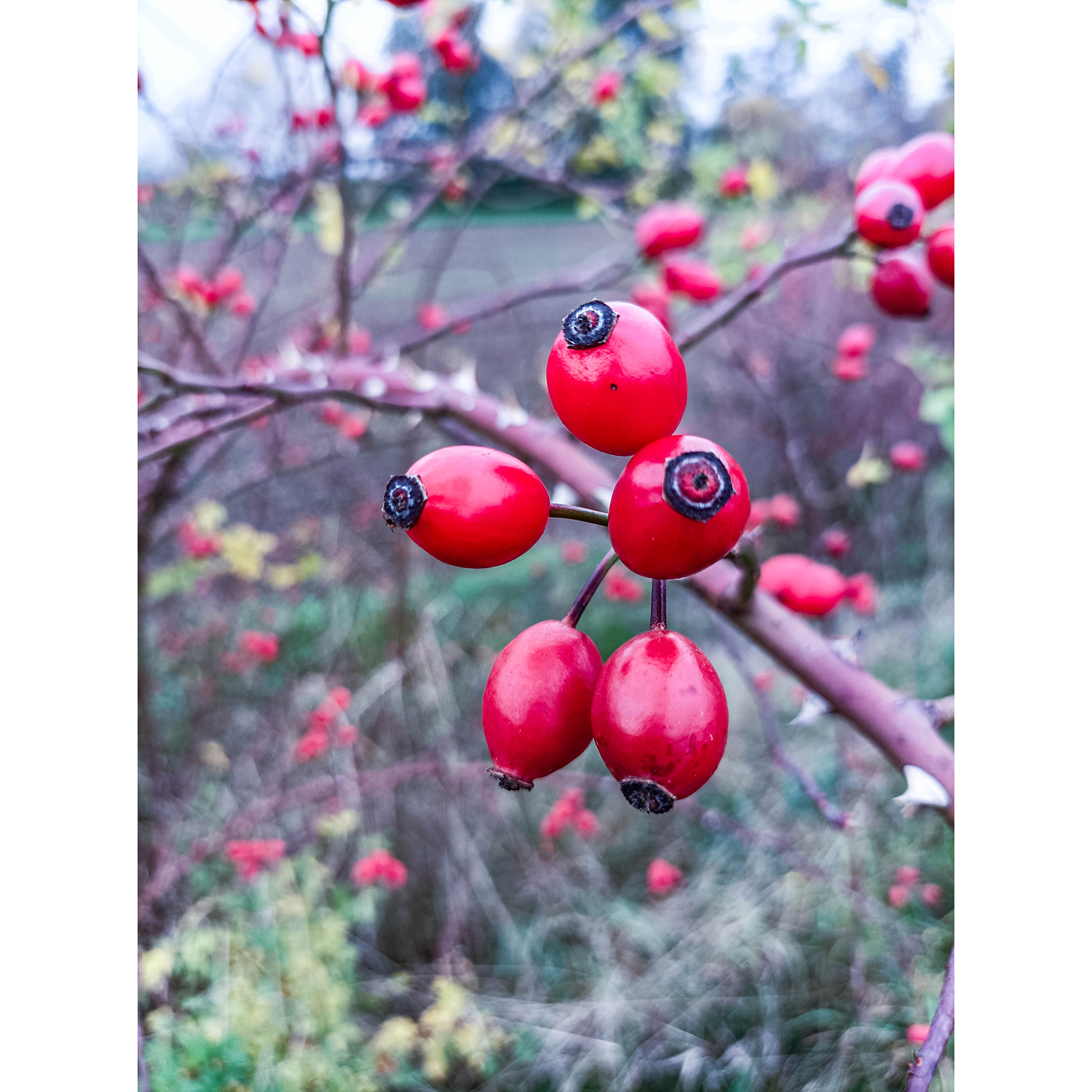 26-Goldene Aue - Berga - Ex-Trasse Kyffhäuser Kleinbahn - Blick nach Nordwesten auf Hundsrose