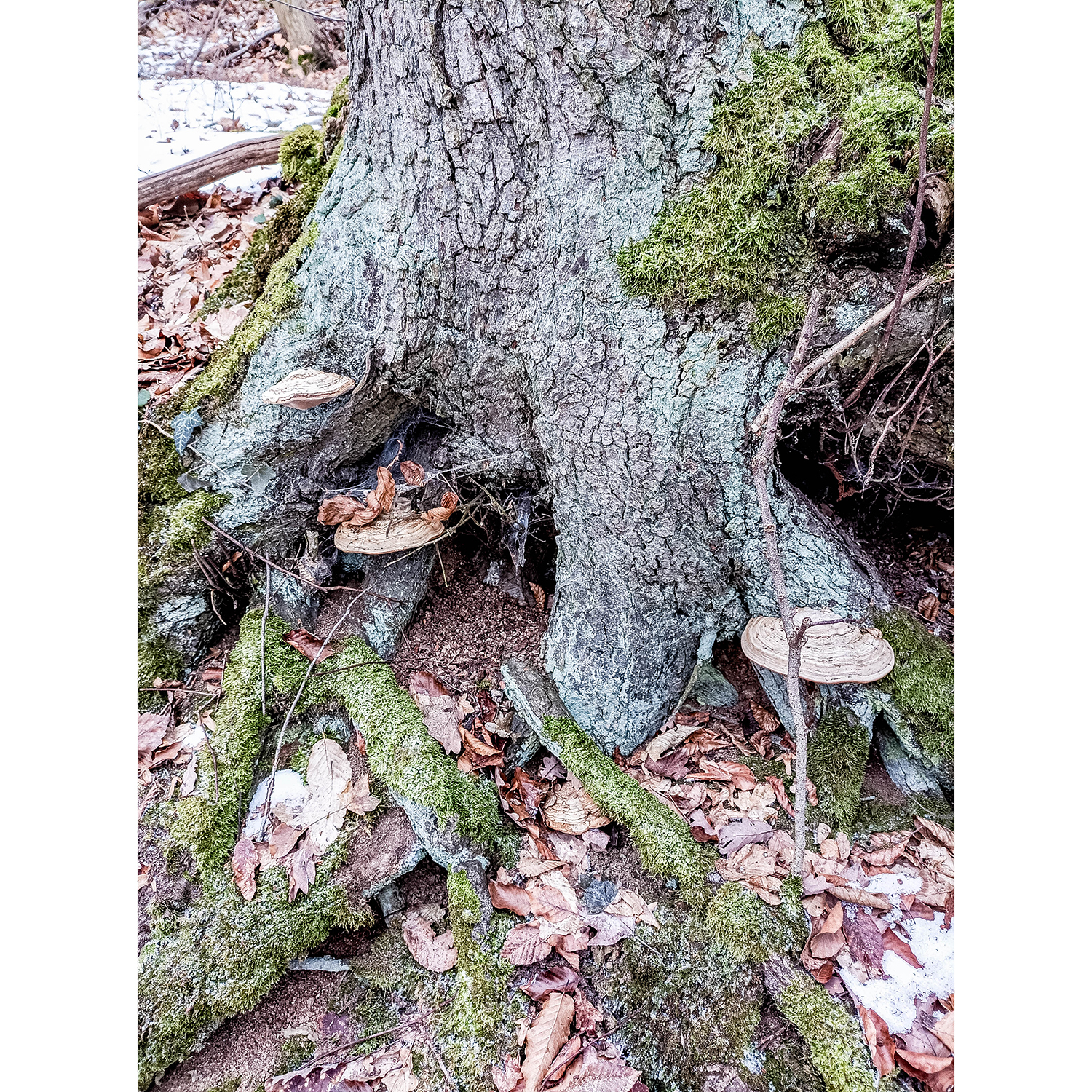 07-Südharz-Uftrungen-Nordwestbereich Waldgebiet am Seeberg -Karstwanderweg - Blick nach Nordosten in Richtung Breitungen & auf Zunderschwamm an Bergahorn