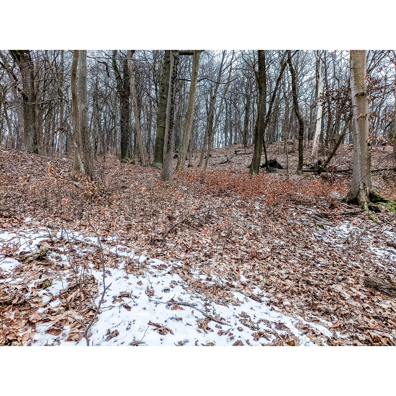 08-Südharz-Uftrungen-Zentralbereich Waldgebiet am Seeberg -Karstwanderweg - Blick nach Südosten auf Waldgebiet mit Rotbuchensukzession