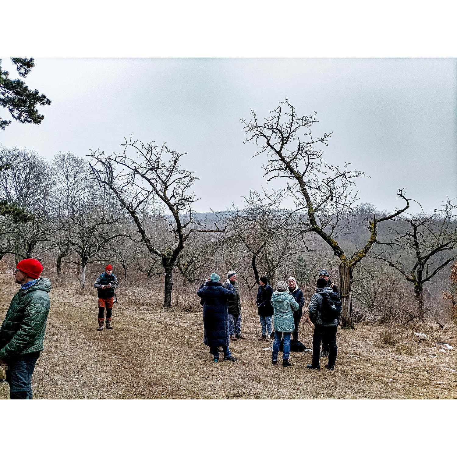 10-Südharz-Uftrungen-Südostbereich Waldgebiet am Seeberg -Karstwanderweg - Blick nach Nordosten auf Obstwiese mit Süßkirschen