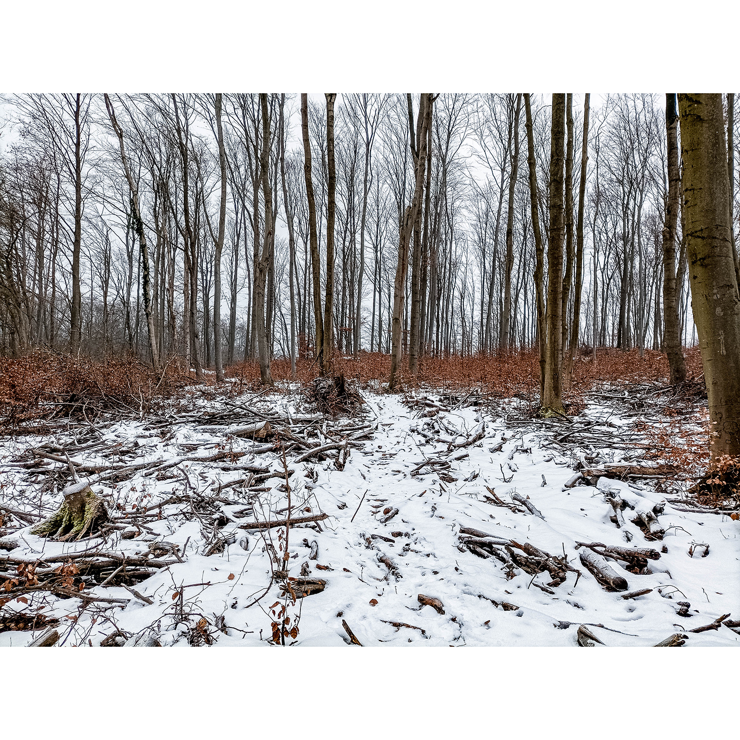13-Südharz-Uftrungen-Nordbereich Geiersberg -Karstwanderweg - Blick nach Nordosten auf Waldgebiet mit Sukzessionen & Abholzungen