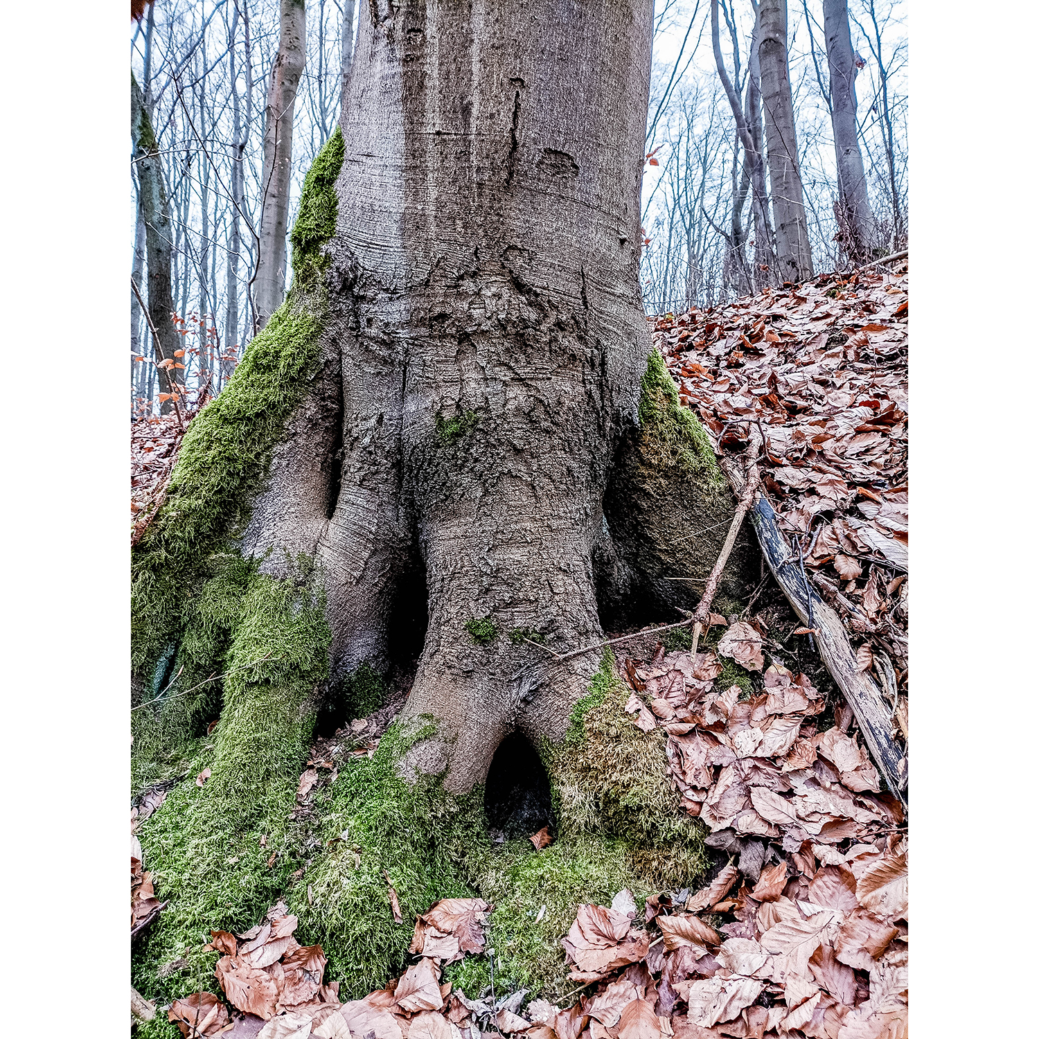 16-Südharz-Uftrungen-Südostbereich Geiersberg -Karstwanderweg - Blick nach Südosten auf Wurzelbereich Rotbuche