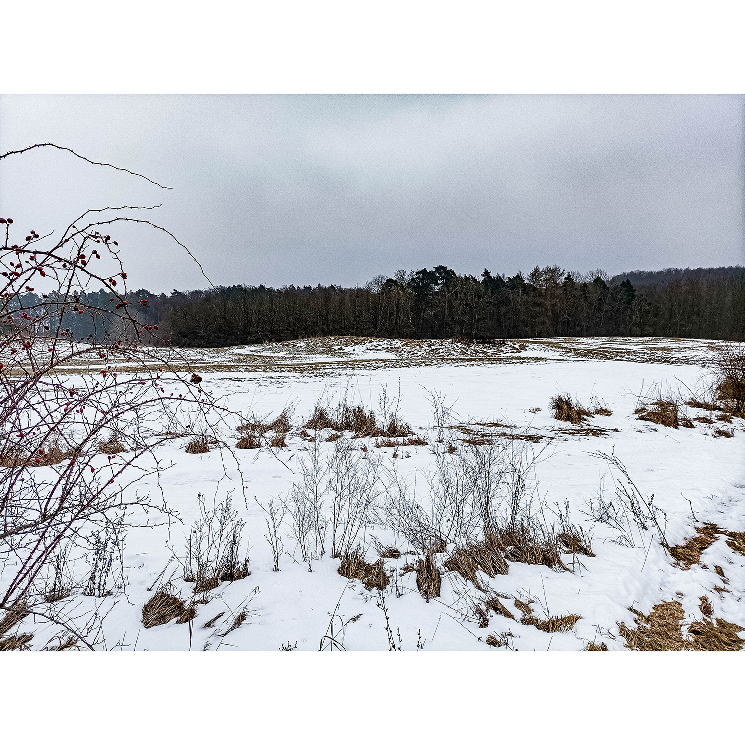 21-Südharz-Weg zwischen Hoher Kopf & Breitungen - Blick nach Südosten auf Weißfläche in Richtung Hoher Kopf
