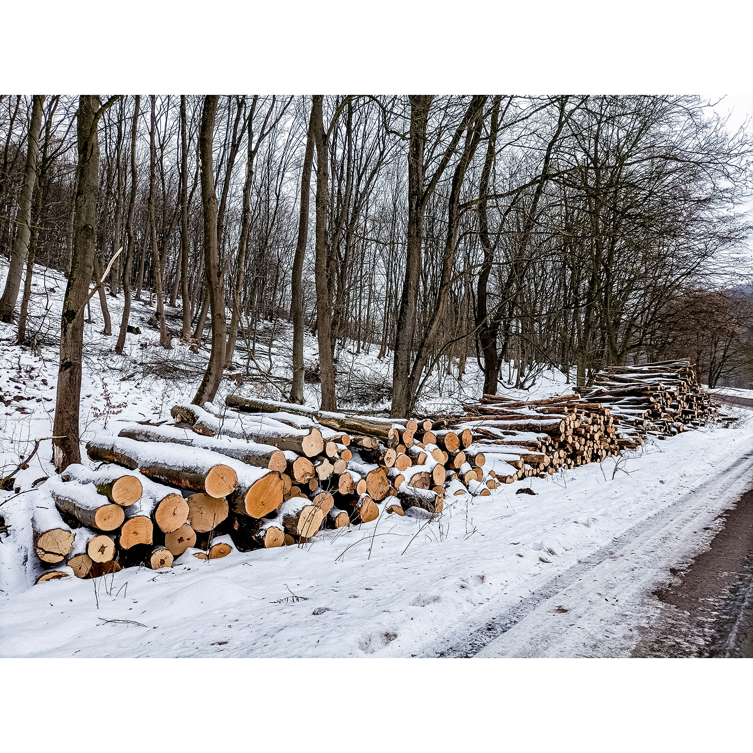 23-Südharz-Breitungen - Breitunger Kietel - Waldgebiet östlich Trockenbach - Blick nach Südosten auf Holzstapel am Waldrand