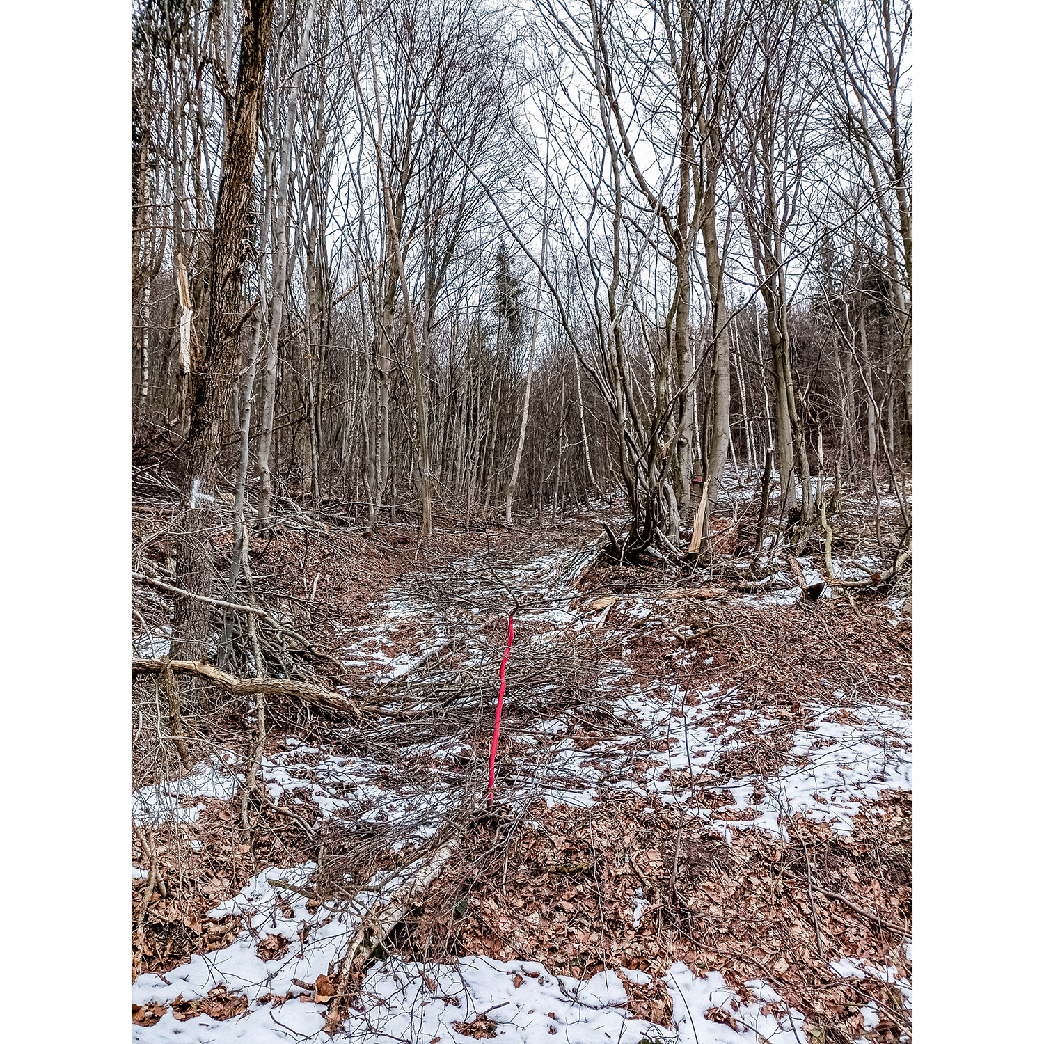 24-Südharz-Breitungen - Breitunger Kietel - Waldgebiet zwischen Haselbach & Trockenbach - Blick nach Nordosten auf Rückegasse im Waldgebiet