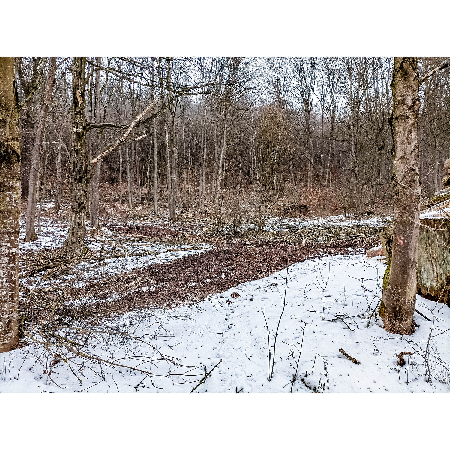 25-Südharz-Breitungen - Breitunger Kietel - Waldgebiet zwischen Haselbach & Trockenbach - Blick nach Nordosten auf Rückegasse im Waldgebiet