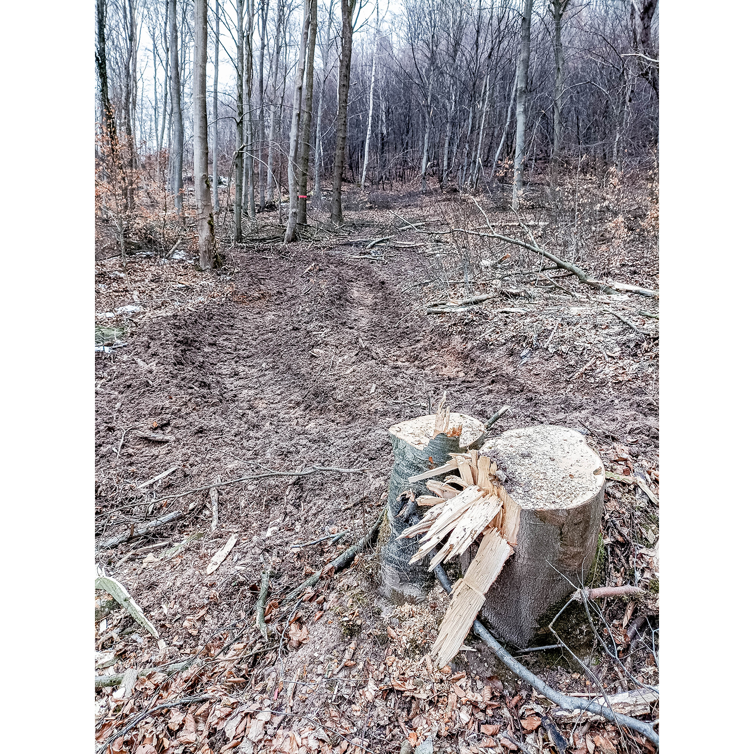 26-Südharz-Breitungen - Breitunger Kietel - Waldgebiet zwischen Haselbach & Trockenbach - Blick nach Nordwesten auf Rückegasse im Waldgebiet