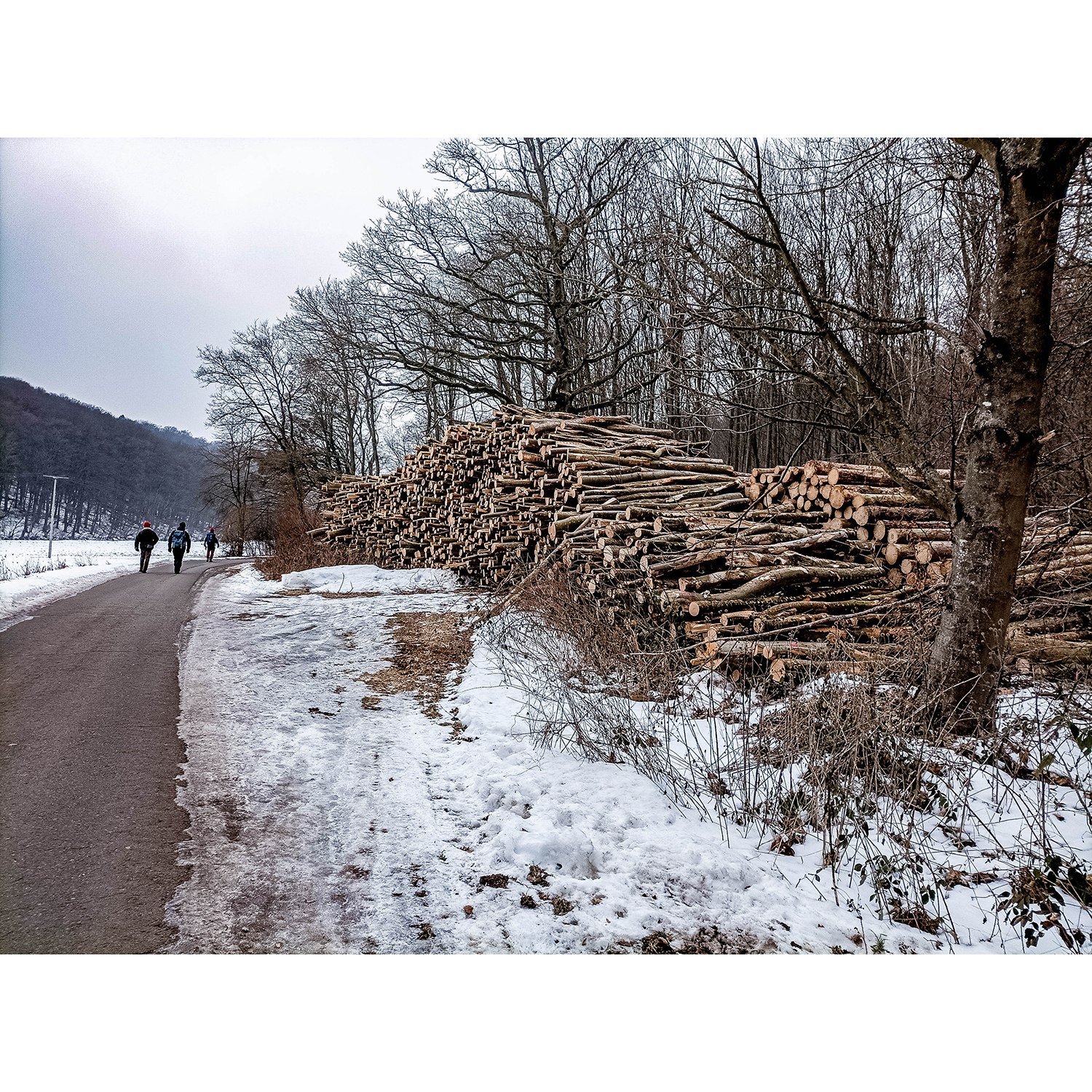 27-Südharz-Breitungen - Breitunger Kietel - Waldgebiet zwischen Haselbach&Trockenbach - Blick nach Südwesten auf Waldgebiet am Seeberg&Aue Breitunger Bach&Holzstapel