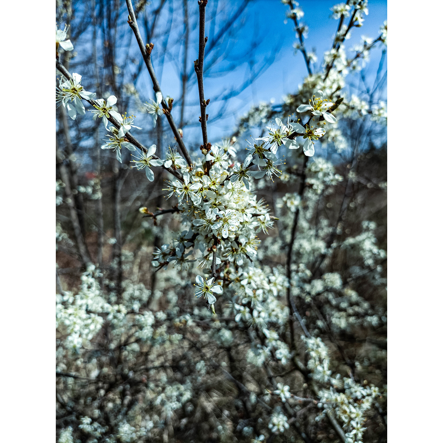 04-Merseburg-Werderstraße - Blick nach Nordwesten auf Schlehe