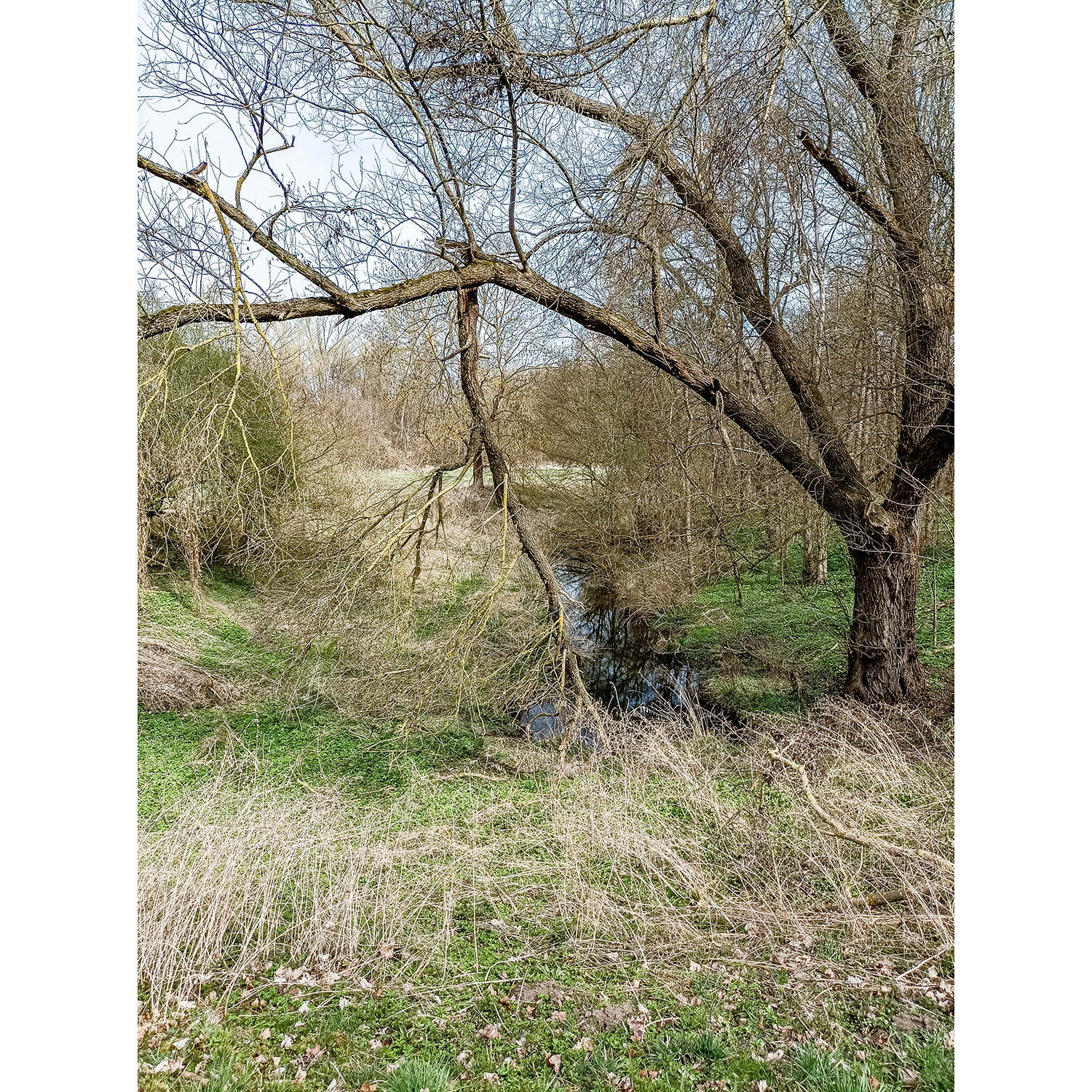 09-Merseburg-Saaledeich zwischen Probstei-Fasanerie & Alter Saale - Blick nach Nordosten auf Alte Saale gewässerabwärts