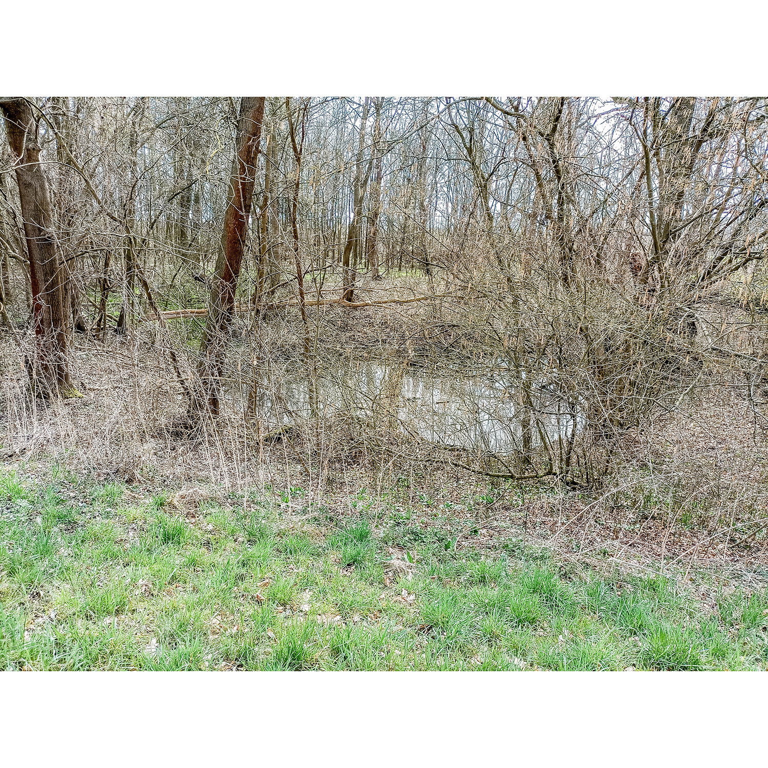 10-Merseburg-Saaledeich zwischen Probstei-Fasanerie & Alter Saale - Blick nach Südwesten auf Auskolkung in Richtung Alte Saale