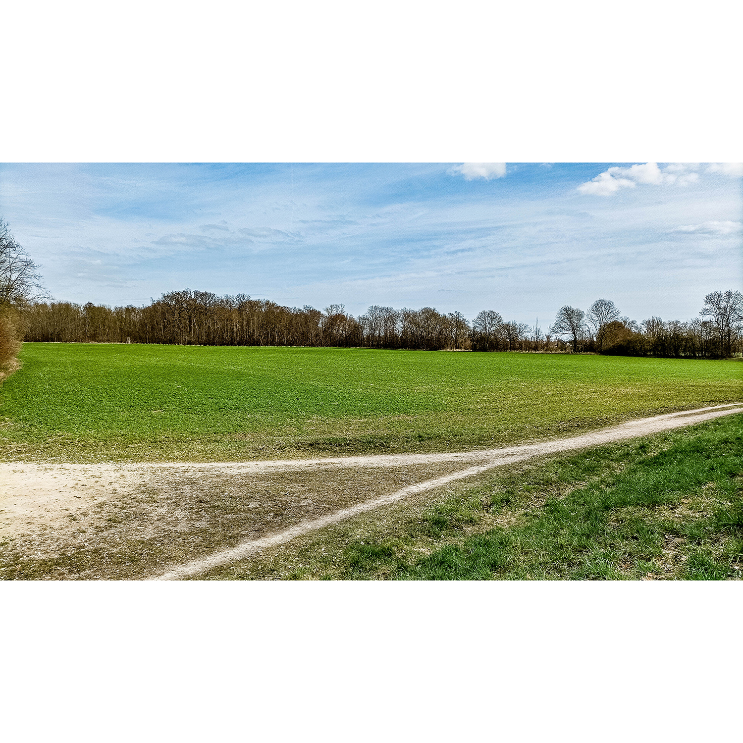11-Merseburg-Saaledeich zwischen Probstei-Fasanerie & Alter Saale - Südostecke Fasanerie - Blick nach Nordosten auf Feld - potentielle Sukzessionsfläche